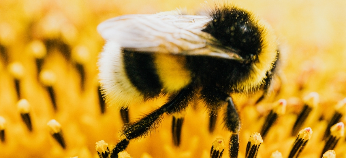 ciasto pszczele czy syrop pszczeli